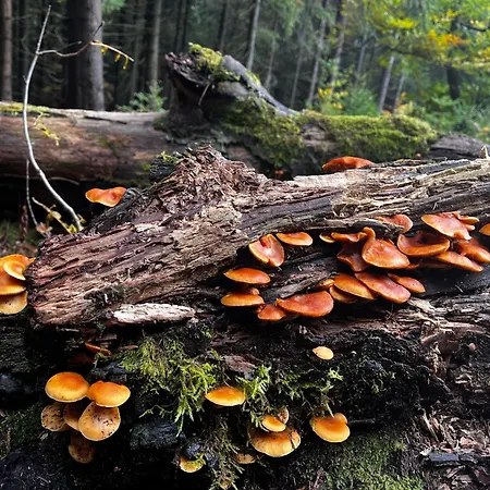 W Gorach, W Gorach , Przystanek Stodola , Beskidy , Velo Sola, Balia Ogrodowa, Rajcza, Rycerka *