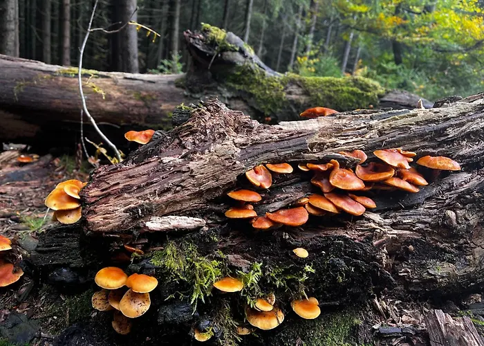 W Gorach, W Gorach , Przystanek Stodola , Beskidy , Velo Sola, Balia Ogrodowa, Rajcza, Rycerka *